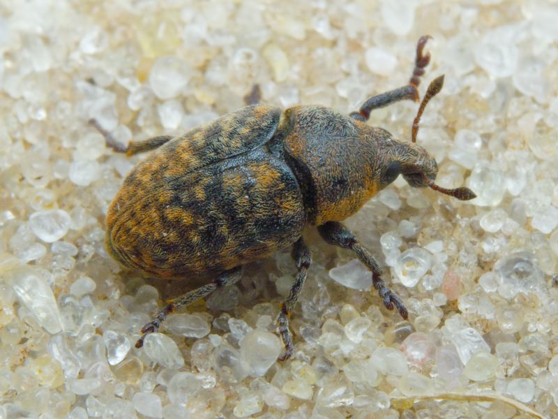 Larinus Dejean, 1821